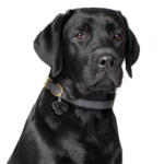 My Family | Hundetegn Labrador